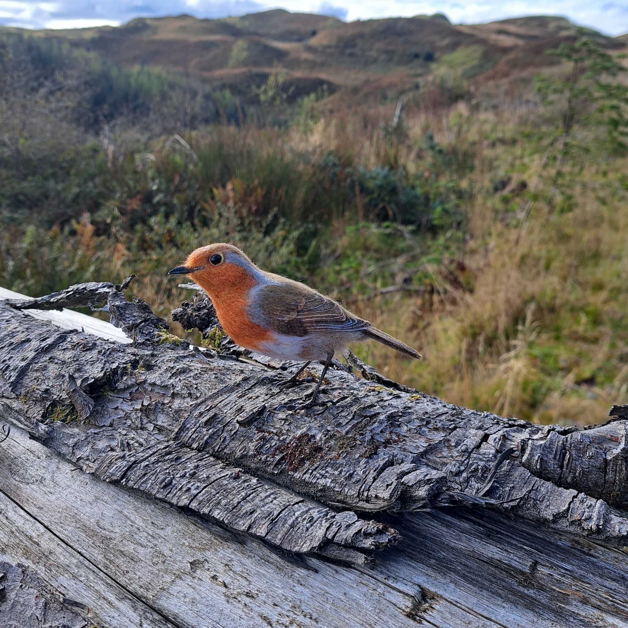 Robin :  Unique handmade needle-felted wildlife sculpture.