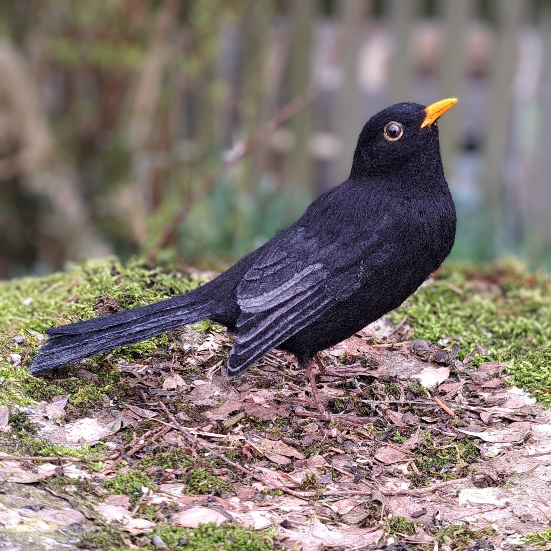 Blackbird : Unique handmade needle-felted wildlife sculpture.  