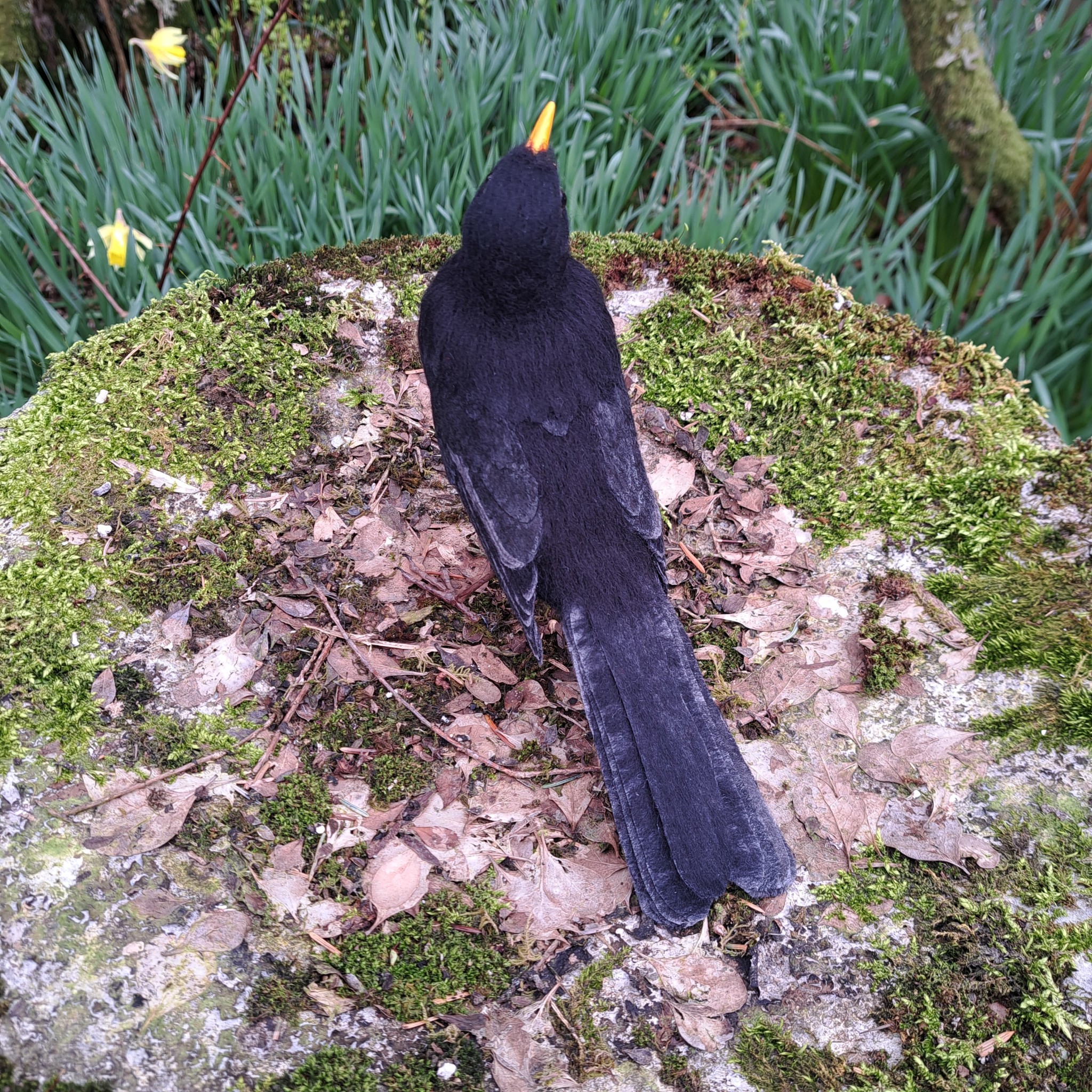 Blackbird : Unique handmade needle-felted wildlife sculpture.  