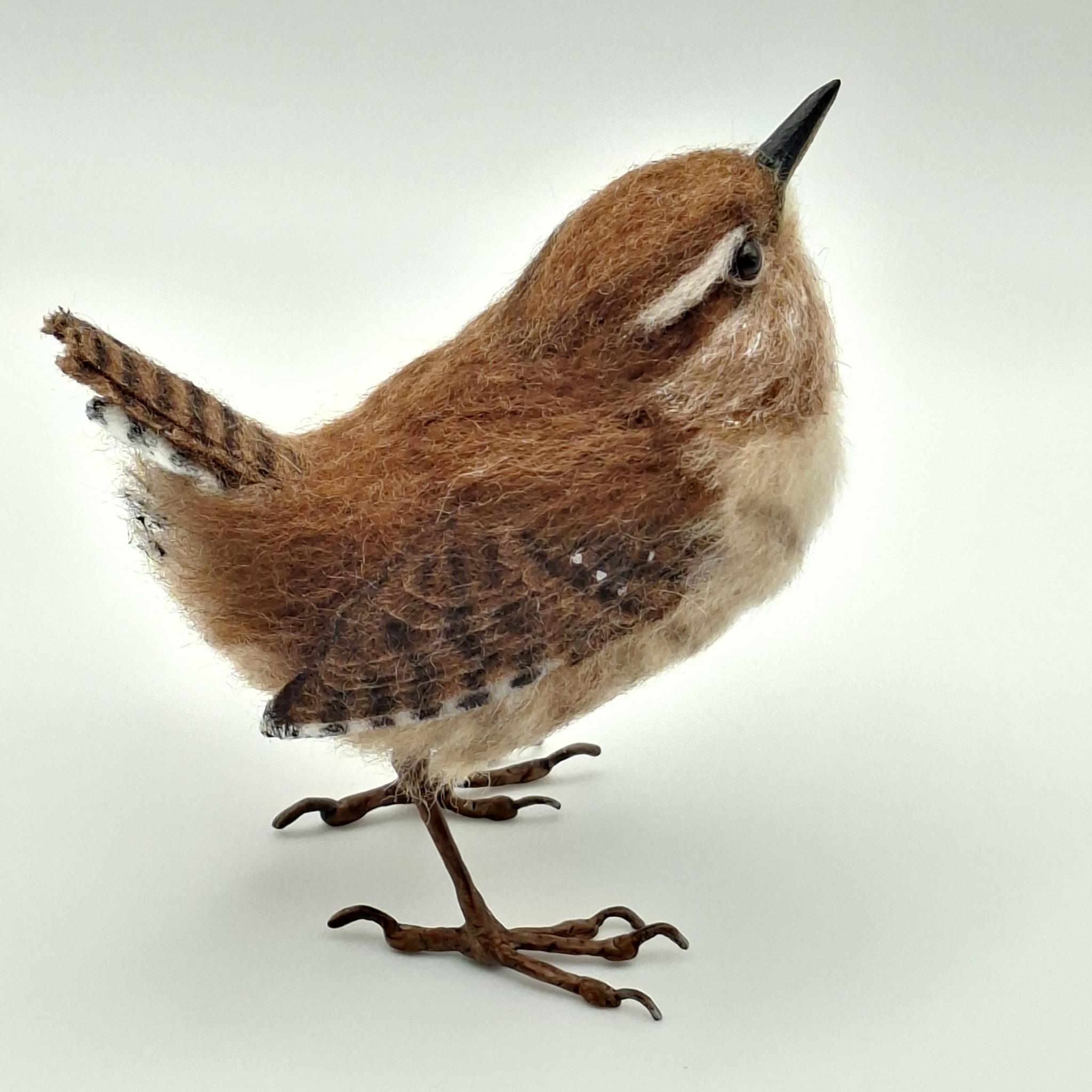 Wee-wren-04